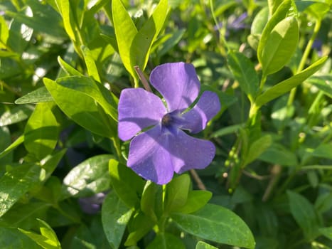 Spring flowers bloomed in a the garden