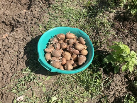 Planting potatoes in the garden in a spring