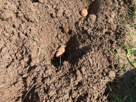 Planting potatoes in the garden in a spring