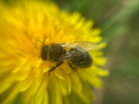 A bee collects pollen on a the flower