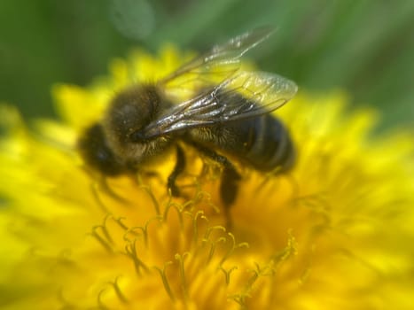 A bee collects pollen on a the flower