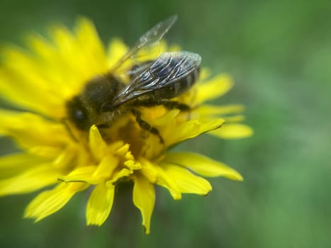 A bee collects pollen on a the flower