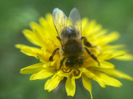 A bee collects pollen on a the flower