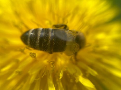 A bee collects pollen on a the flower