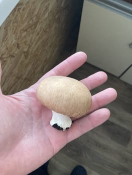 Home grown champignon the mushrooms