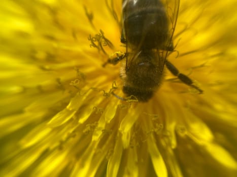 A bee collects pollen on a the flower