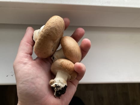 Home grown champignon the mushrooms