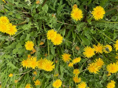 Spring flowers bloomed in a the garden