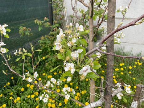 Spring flowers bloomed in a the garden