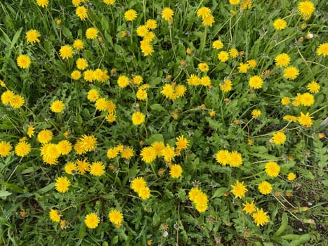 Spring flowers bloomed in a the garden