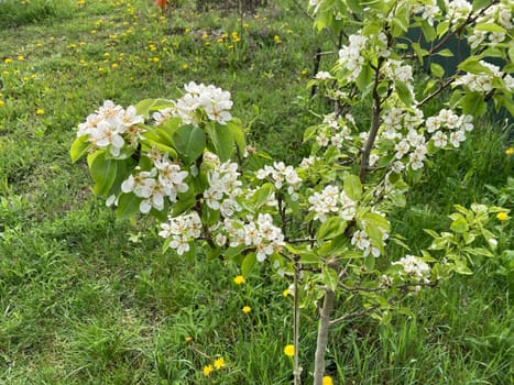 Spring flowers bloomed in a the garden