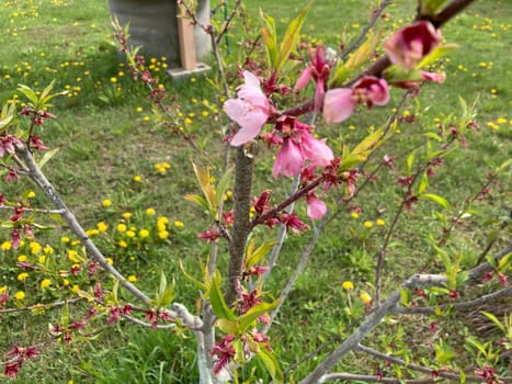 Spring flowers bloomed in a the garden