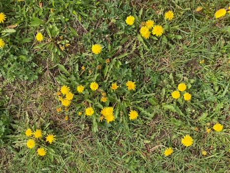 Spring flowers bloomed in a the garden