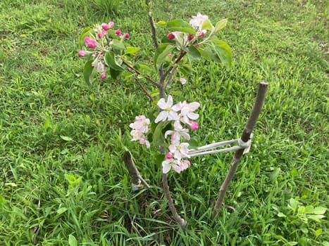 Spring flowers bloomed in a the garden