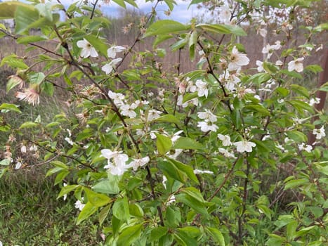 Spring flowers bloomed in a the garden