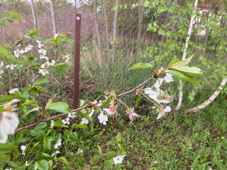 Spring flowers bloomed in a the garden