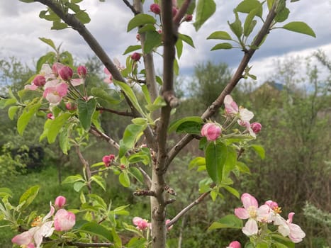 Spring flowers bloomed in a the garden