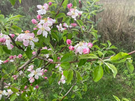 Spring flowers bloomed in a the garden