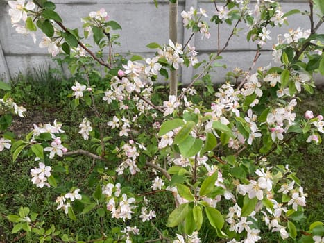 Spring flowers bloomed in a the garden