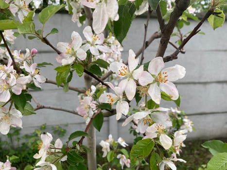 Spring flowers bloomed in a the garden