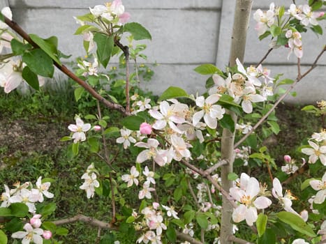 Spring flowers bloomed in a the garden