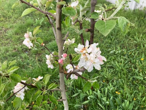 Spring flowers bloomed in a the garden