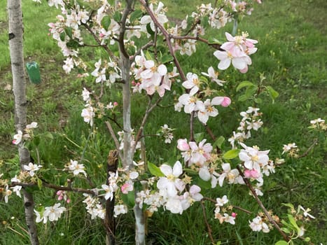 Spring flowers bloomed in a the garden