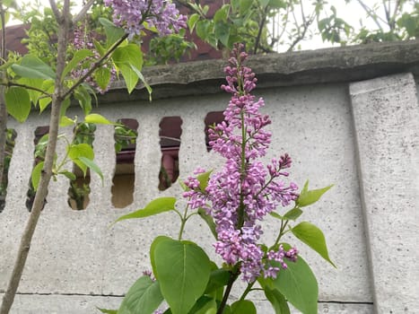 Spring flowers bloomed in a the garden