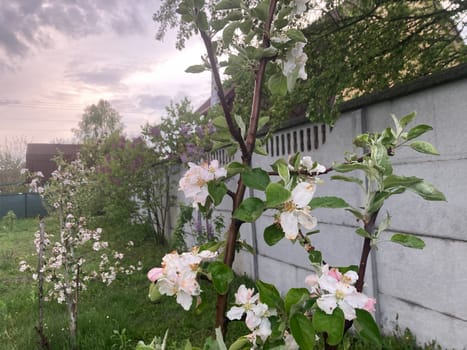 Spring flowers bloomed in a the garden