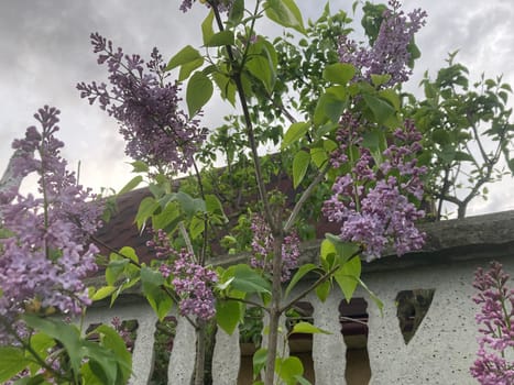 Spring flowers bloomed in a the garden