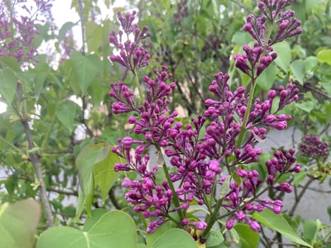 Spring flowers bloomed in a the garden