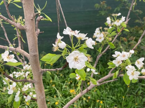 Spring flowers bloomed in a the garden