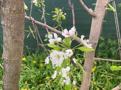 Spring flowers bloomed in a the garden