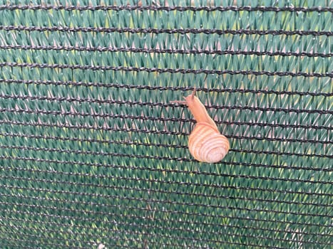 A snail crawls along a the green mesh fence