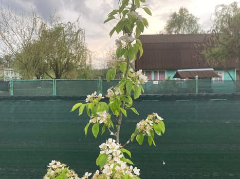 Spring flowers bloomed in a the garden