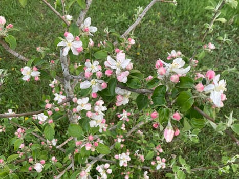 Spring flowers bloomed in a the garden