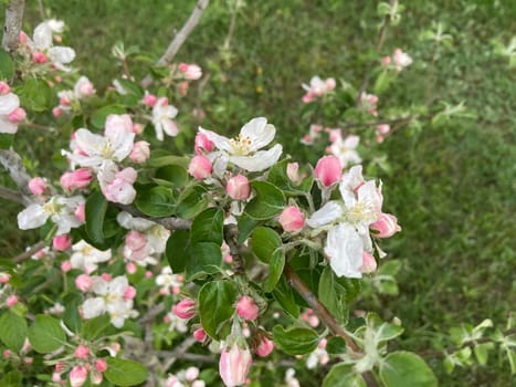 Spring flowers bloomed in a the garden