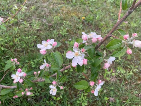 Spring flowers bloomed in a the garden