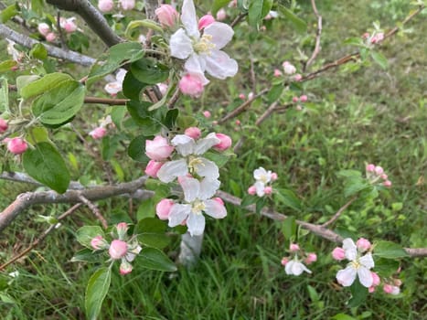 Spring flowers bloomed in a the garden