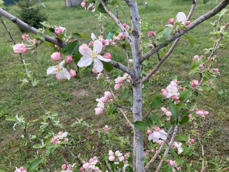 Spring flowers bloomed in a the garden