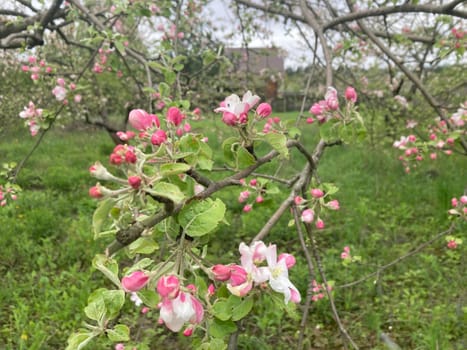 Spring flowers bloomed in a the garden