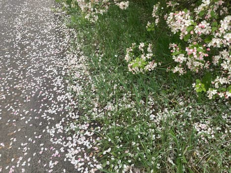 Spring flowers bloomed in a the garden