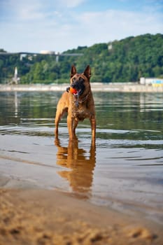 Portrait of Belgian Malinois Shepherd dog standing in the river