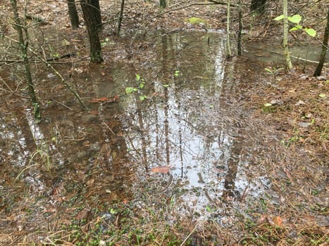 Puddles and lakes after rain in a the forest