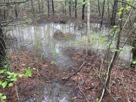 Puddles and lakes after rain in a the forest