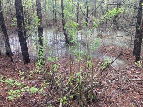 Puddles and lakes after rain in a the forest