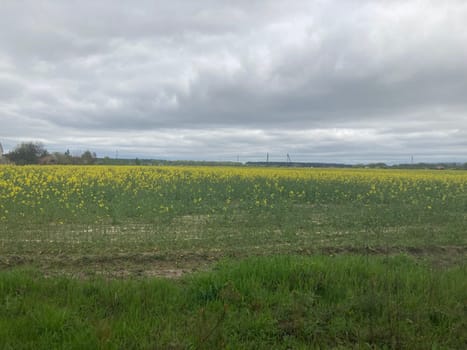 Yellow field planted with the rapeseed