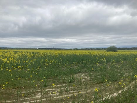 Yellow field planted with the rapeseed