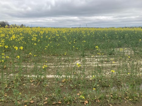 Yellow field planted with the rapeseed