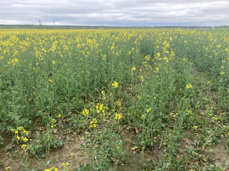 Yellow field planted with the rapeseed